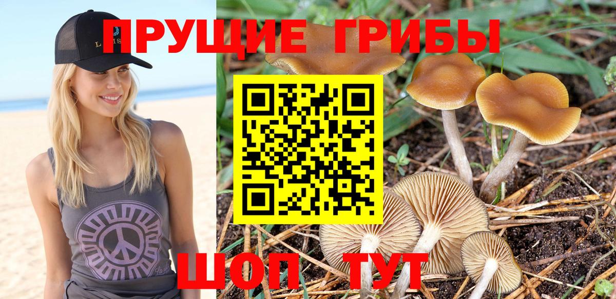 Псилоцибиновые грибы GOLDEN TEACHER  Галлюциногенные грибы ЛСД  Вход с VPN  Сосновоборск 